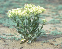 Hoary Cress