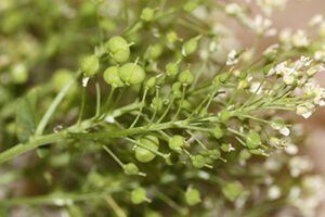 Hoary Cress