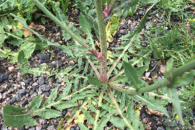 Chicory stem