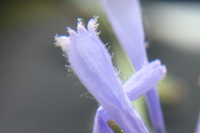 Chicory petal