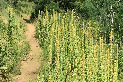 Common mullein patch