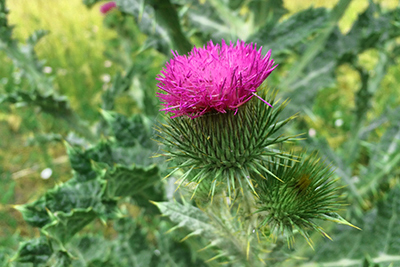 Scotch Thistle – CWMA