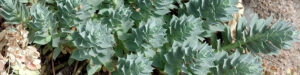 Myrtle Spurge