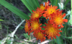 Orange Hawkweed Flower