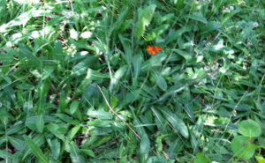 Orange Hawkweed Patch