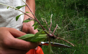 Orange Hawkweed Root