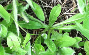 Orange Hawkweed Rosette