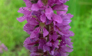 Purple Loosestrife Flower