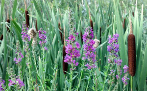 Purple Loosestrife Plant 2