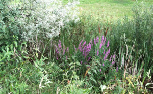 Purple Loosestrife Plant