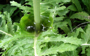 Teasel Cup