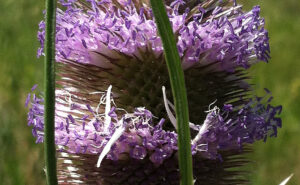 Teasel flower