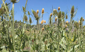 Teasel flowerheads