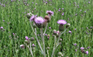 Canada Thistle Flower