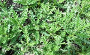 Canada Thistle Rosette