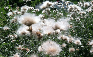 Canada Thistle Seed