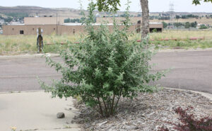 Russian Olive Bush