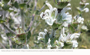 Mediterranean Sage Flower