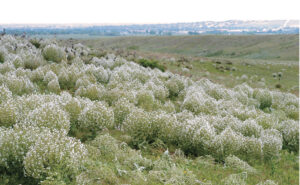 Mediterranean Sage 1