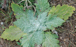 Mediterranean Sage Leaves