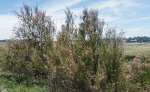 Tamarisk2-TTravis