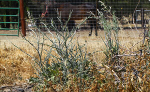 Yellow starthistle plant