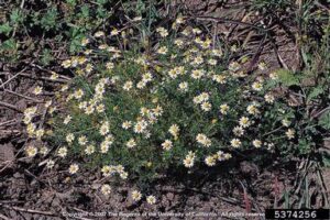 Mayweed-cham-2-ditomaso