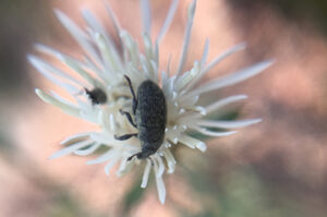 diffuse_weevil