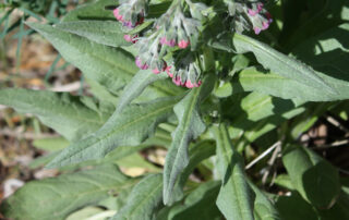Green leaves with small pink and purple flowers in natural light.